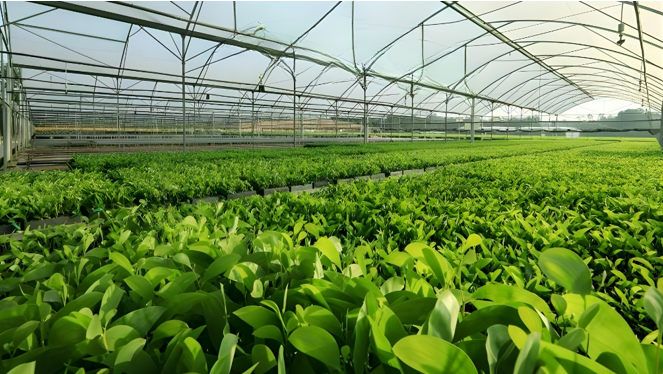 Fasilitas nursery pembibitan tanaman untuk reklamasi lahan bekas tambang.